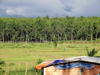 Thủ phủ 'vàng trắng' xứ Huế tả tơi sau bão: Nhặt cây gãy bán vớt vác - ảnh 8