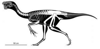 Phát hiện hóa thạch khủng long đang ấp trứng có phôi 70 triệu năm tuổi -0