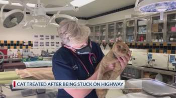Nghẹt thở xem pha giải cứu mèo mắc kẹt trên đường cao tốc Mỹ