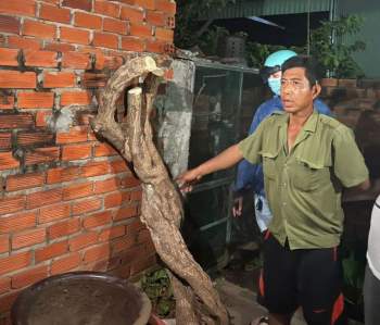 Xôn xao hàng loạt cây bông giấy 10 - 20 năm tuổi ở Vũng Tàu bị cưa trộm - ảnh 1