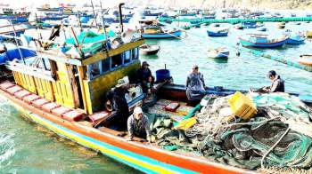 Trúng đậm mùa cá cơm, ngư dân thu tiền triệu sau mỗi chuyến ra khơi - ảnh 9