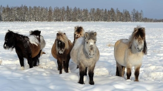 Loài ngựa huyền thoại sống ở nơi nhiệt độ âm 70 độ C
