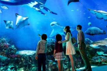 Nằm trên đảo Sentosa, khu thủy cung S.E.A. Aquarium là một tổ hợp công viên đại dương, trưng bày hơn 100.000 sinh vật biển, thuộc 800 loài và hơn 20.000 loại san hô với sức chứa lên tới 45 triệu lít nước. Thủy cung cũng sở hữu dòng sông lười dài nhất thế giới (620m) và bộ sưu tập cá đuối lớn nhất thế giới. Đây cũng là một trong những điểm du lịch hấp dẫn nhất của Singapore. Ảnh: Sentosa.com.