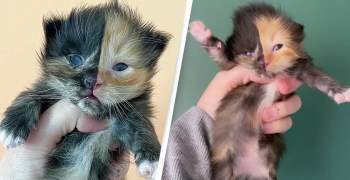 Những con mèo mặt hai màu kỳ lạ nổi tiếng nhất thế giới