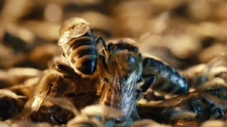 Những công dụng ít biết của keo ong