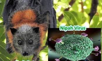 Virus Nipah gây phù não được cảnh báo có thể là đại dịch tiếp theo: Chưa có vắc-xin phòng bệnh và có thể ủ bệnh hơn 1 tháng mà không biết - Ảnh 3.