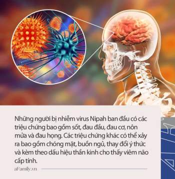 Virus Nipah gây phù não được cảnh báo có thể là đại dịch tiếp theo: Chưa có vắc-xin phòng bệnh và có thể ủ bệnh hơn 1 tháng mà không biết - Ảnh 5.