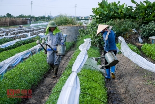 Môi trường - Rùng mình ruộng rau sống nhờ nước thải ô nhiễm (Hình 12).