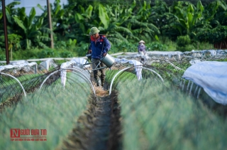 Môi trường - Rùng mình ruộng rau sống nhờ nước thải ô nhiễm (Hình 2).