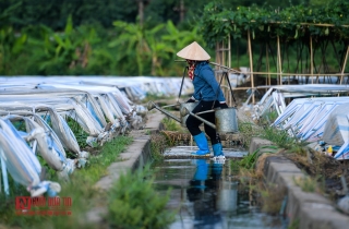 Môi trường - Rùng mình ruộng rau sống nhờ nước thải ô nhiễm (Hình 13).