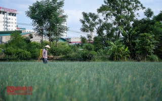 Môi trường - Rùng mình ruộng rau sống nhờ nước thải ô nhiễm