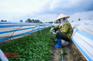 Môi trường - Rùng mình ruộng rau sống nhờ nước thải ô nhiễm (Hình 5).