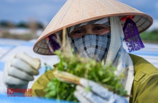 Môi trường - Rùng mình ruộng rau sống nhờ nước thải ô nhiễm (Hình 14).