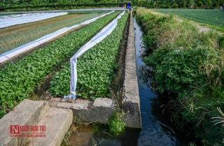 Môi trường - Rùng mình ruộng rau sống nhờ nước thải ô nhiễm (Hình 10).