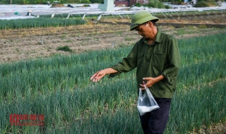 Môi trường - Rùng mình ruộng rau sống nhờ nước thải ô nhiễm (Hình 3).