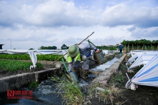 Môi trường - Rùng mình ruộng rau sống nhờ nước thải ô nhiễm (Hình 11).