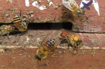 Chiến lược xua đuổi ong bắp cày cao tay của ong mật Việt Nam - 1