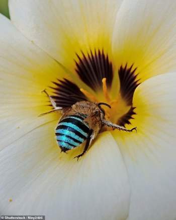 Ong xanh da trời hiếm có trên thế giới xuất hiện ở Australia