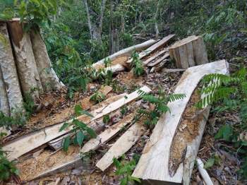 Hiện trường một vụ khai thác rừng trái phép tại khu vực giáp ranh Khu bảo tồn thiên nhiên Ea Sô, huyện Ea Kar, tỉnh Đắk Lắk. Ảnh: Tuấn Anh