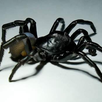 Phát hiện loài nhện khủng có nọc độc sống thọ hàng chục năm