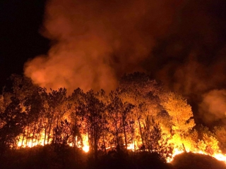 Cảnh hoang tàn ở cánh rừng thông già sau nhiều đợt cháy hoành hành những ngày qua - Ảnh 2.
