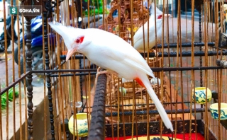 Độc nhất tại Việt Nam: 72 con chim quý tộc trị giá 10 tỷ đồng, có 2 bảo mẫu riêng chăm sóc - Ảnh 1.