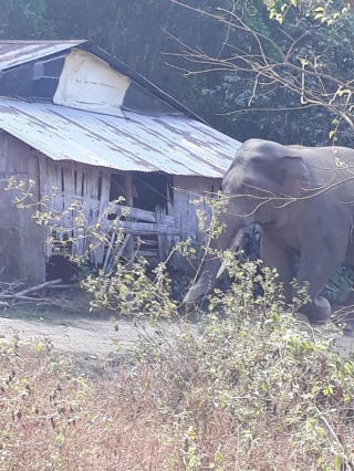 Đàn voi rừng quậy phá khu dân cư Đồng Nai bất chấp hàng rào điện - Ảnh 2.