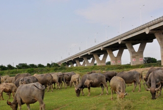 12 quận nội thành Hà Nội không được phép chăn nuôi gia súc, gia cầm - Ảnh 1.