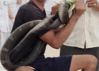 Tây Ninh: Người đàn ông 38 tuổi nguy kịch vì rắn hổ chúa cắn vào đùi, tay vẫn cầm đầu rắn khi vào viện - Ảnh 1.