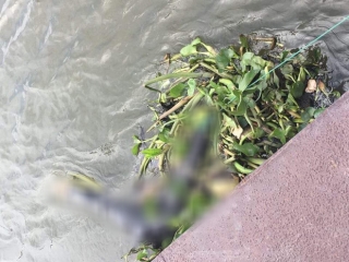 Phát hiện thi thể nữ giới mất nửa người trôi trên sông Sài Gòn - Ảnh 2.