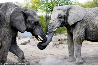 Vườn thú Ba Lan cho voi dùng C*n sa để giảm stress - Ảnh 1.