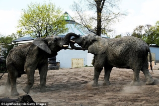 Vườn thú Ba Lan cho voi dùng C*n sa để giảm stress - Ảnh 2.