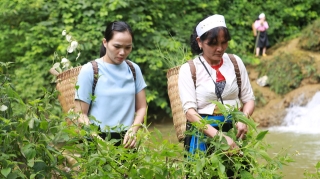 Lương y Nguyễn Thị Hiền – Kho Thuốc sống của người Việt - Ảnh 1.