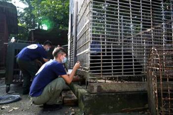 7 cá thể gấu được giải cứu sau gần 20 năm bị nuôi nhốt - Ảnh 2.