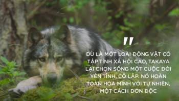  Cái Ch?t cô độc của Takaya: Con sói dị nhất thế giới và lời tiên tri cảnh tỉnh loài người - Ảnh 2.