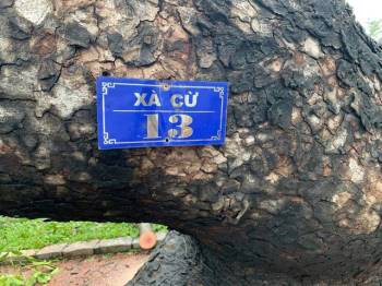 ‘Cụ’ xà cừ số 13 cổ nhất tại Huế bị bão cùng tên quật đổ bật cả gốc gây tiếc nuối - Ảnh 3.