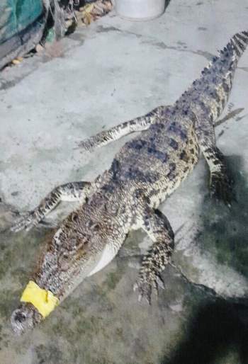 Cá sấu 10 kg xuất hiện trên bờ ao nuôi tôm - Ảnh 1.