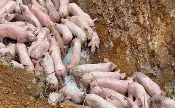 Công an lên tiếng về vụ việc đàn lợn cả trăm con bị vứt bỏ ven đường khiến người dân kinh hãi - Ảnh 1.
