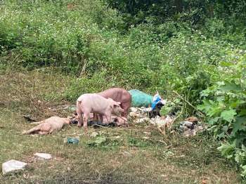 Công an lên tiếng về vụ việc đàn lợn cả trăm con bị vứt bỏ ven đường khiến người dân kinh hãi - Ảnh 2.
