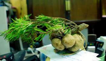  Loại nấm mọc trên ngọn cây, giá vài triệu/kg vẫn được nhà giàu Việt lùng mua quanh năm vì ít có, khó tìm - Ảnh 2.