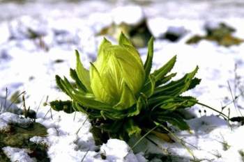 Hoa Sen Núi Tuyết và Câu chuyện dưỡng trắng da từ món quà thiên nhiên đắt giá - Ảnh 1.
