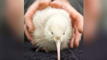 Con chim trắng Ch?t trên bàn mổ khiến cả New Zealand tiếc thương - Ảnh 1.