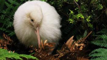 Con chim trắng Ch?t trên bàn mổ khiến cả New Zealand tiếc thương - Ảnh 2.