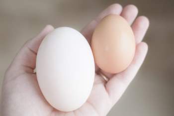 Trứng gà hay trứng vịt tốt hơn? - Ảnh 1.
