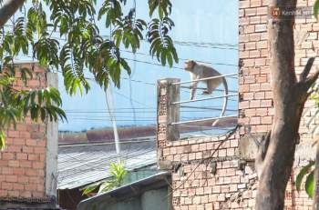 Cận cảnh đàn khỉ “đại náo” khu dân cư ở Sài Gòn khiến người dân mệt mỏi - Ảnh 2.