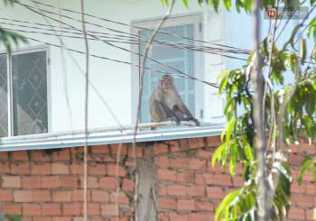 Cận cảnh đàn khỉ “đại náo” khu dân cư ở Sài Gòn khiến người dân mệt mỏi - Ảnh 3.