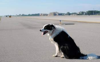 Chó đột nhập sân bay ở Thanh Hóa, máy bay phải chờ hạ cánh - Ảnh 1.