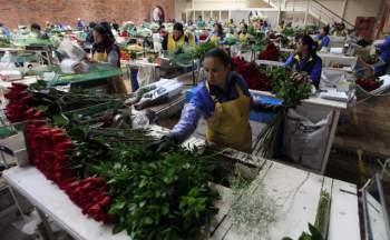 (Bài Tết) Colombia: Từ trùm buôn M* t*y đến công xưởng hoa cho lễ Valentine, thu hàng trăm triệu USD/ngày dù không kỷ niệm ngày 14/2 - Ảnh 1.