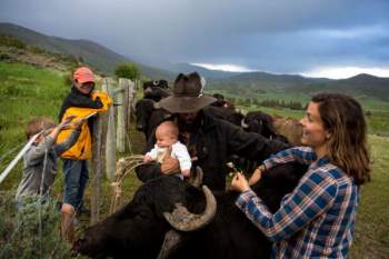 Hành trình đưa con trâu vào đất Mỹ của anh nông dân Venezuela - Ảnh 2.