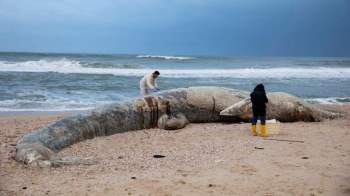 Xác cá voi, rùa biển đen sì bởi hàng chục tấn hắc ín trôi nổi trên biển tại Israel - Ảnh 2.